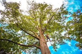 How Our Tree Care Process Works  in  Collingdale, PA