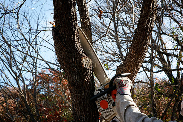 Collingdale, PA Tree Care Company